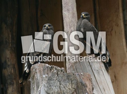 Steppenadler-064.jpg